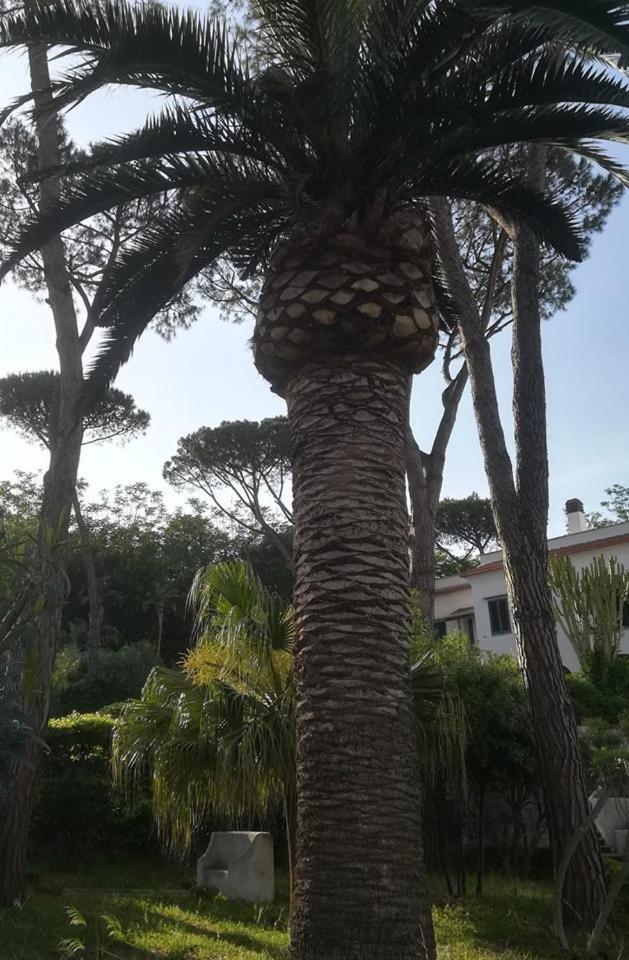 Villa Iscla Maison D'Hotes Ischia Kültér fotó
